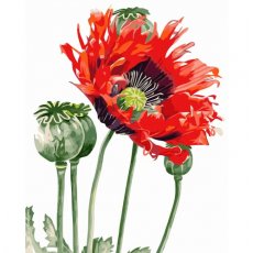 Картина по номерам Маковый цветок, Strateg (40х50 см)